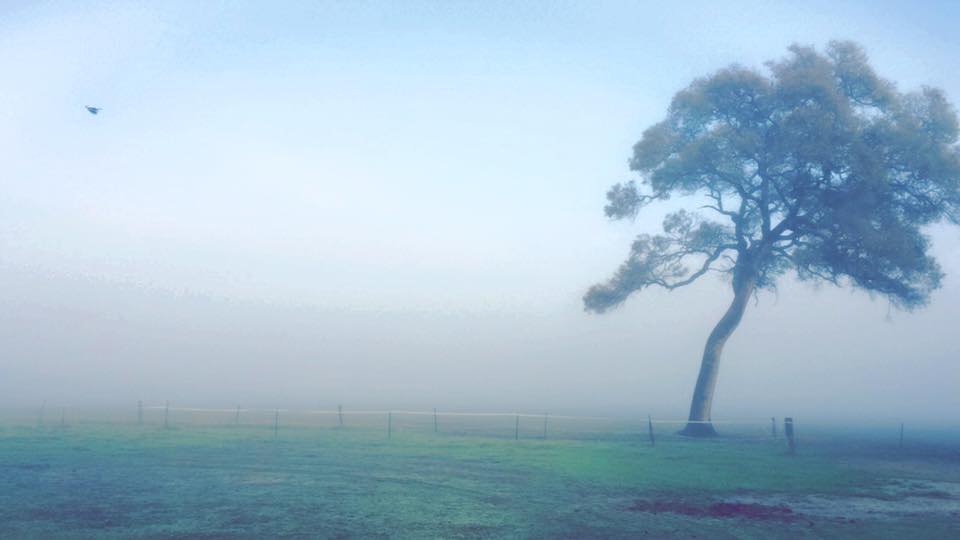 A foggy morning at Peaceful Meadows