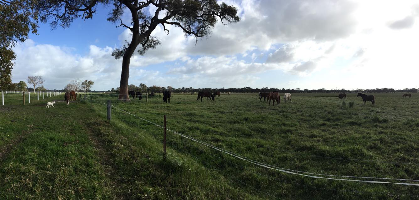 Herd of horses in a green paddock